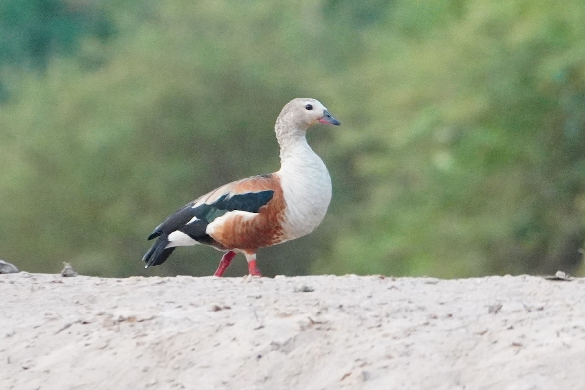 Orinoco Goose - ML642700718