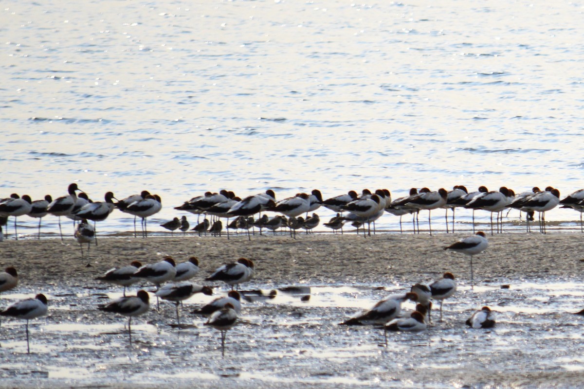 Red-necked Avocet - ML642700719
