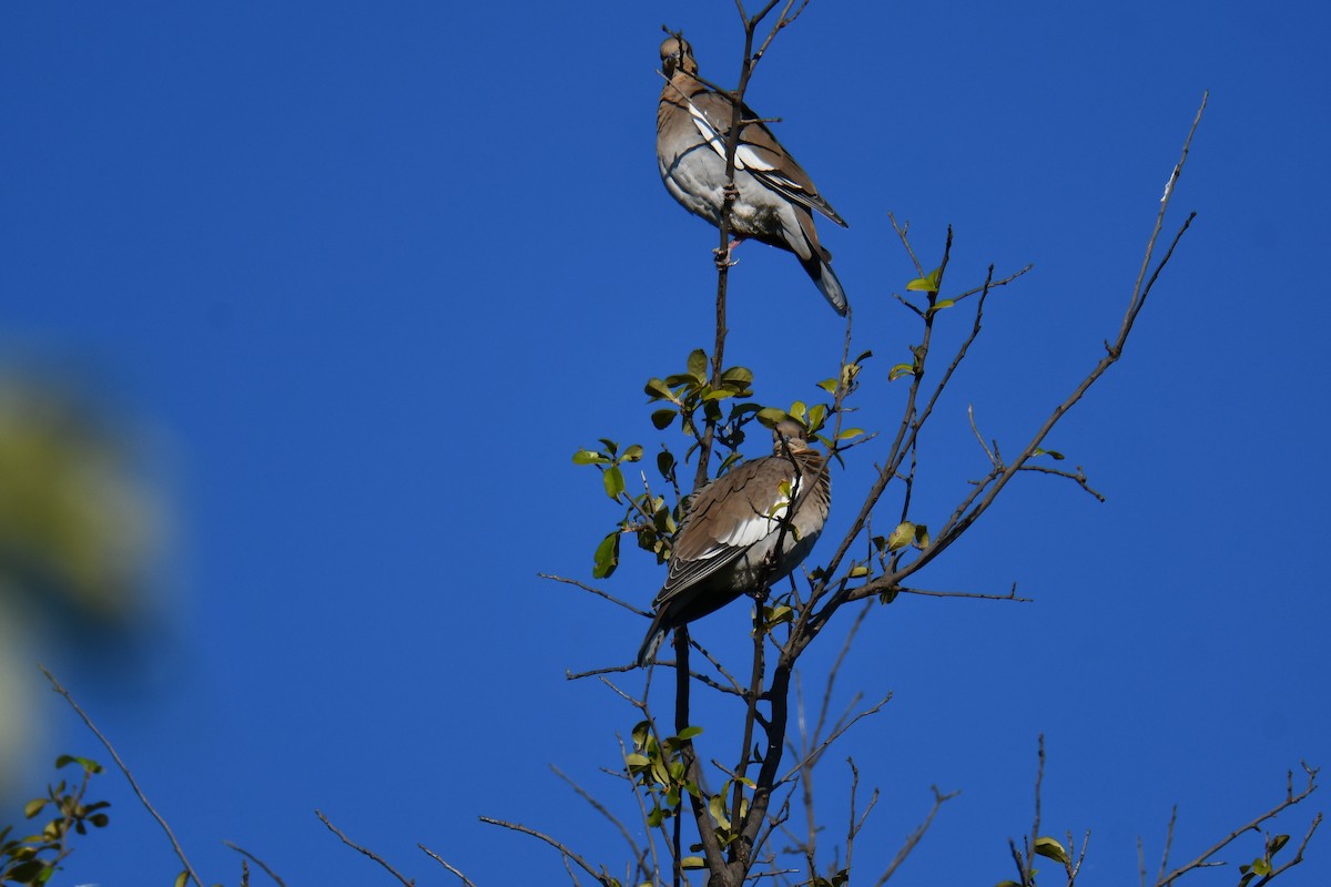 White-winged Dove - ML642700720