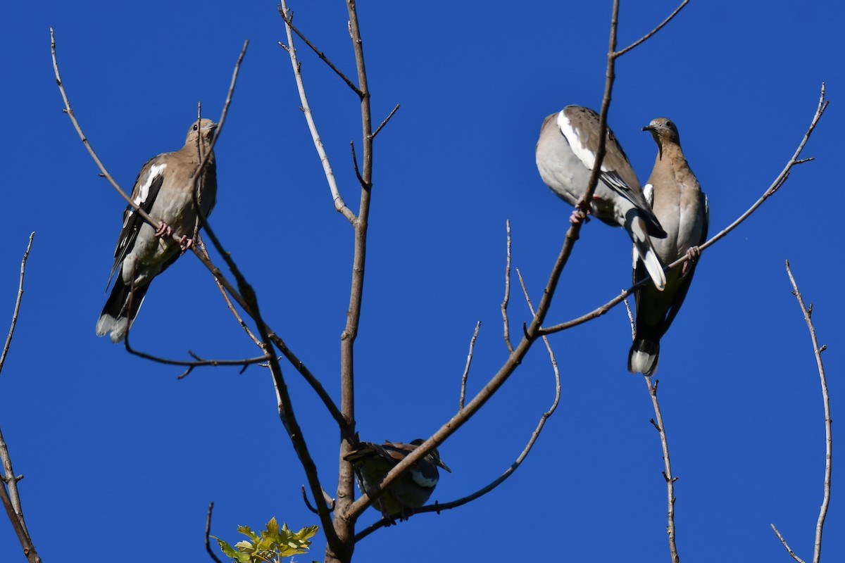 White-winged Dove - ML642700721