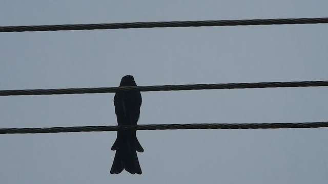 Bronzed Drongo - ML642700732
