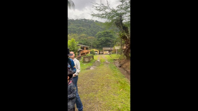 Channel-billed Toucan - ML642700741