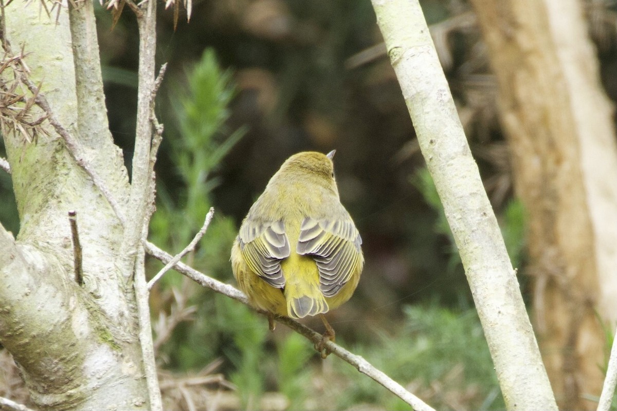 Paruline jaune - ML642700742