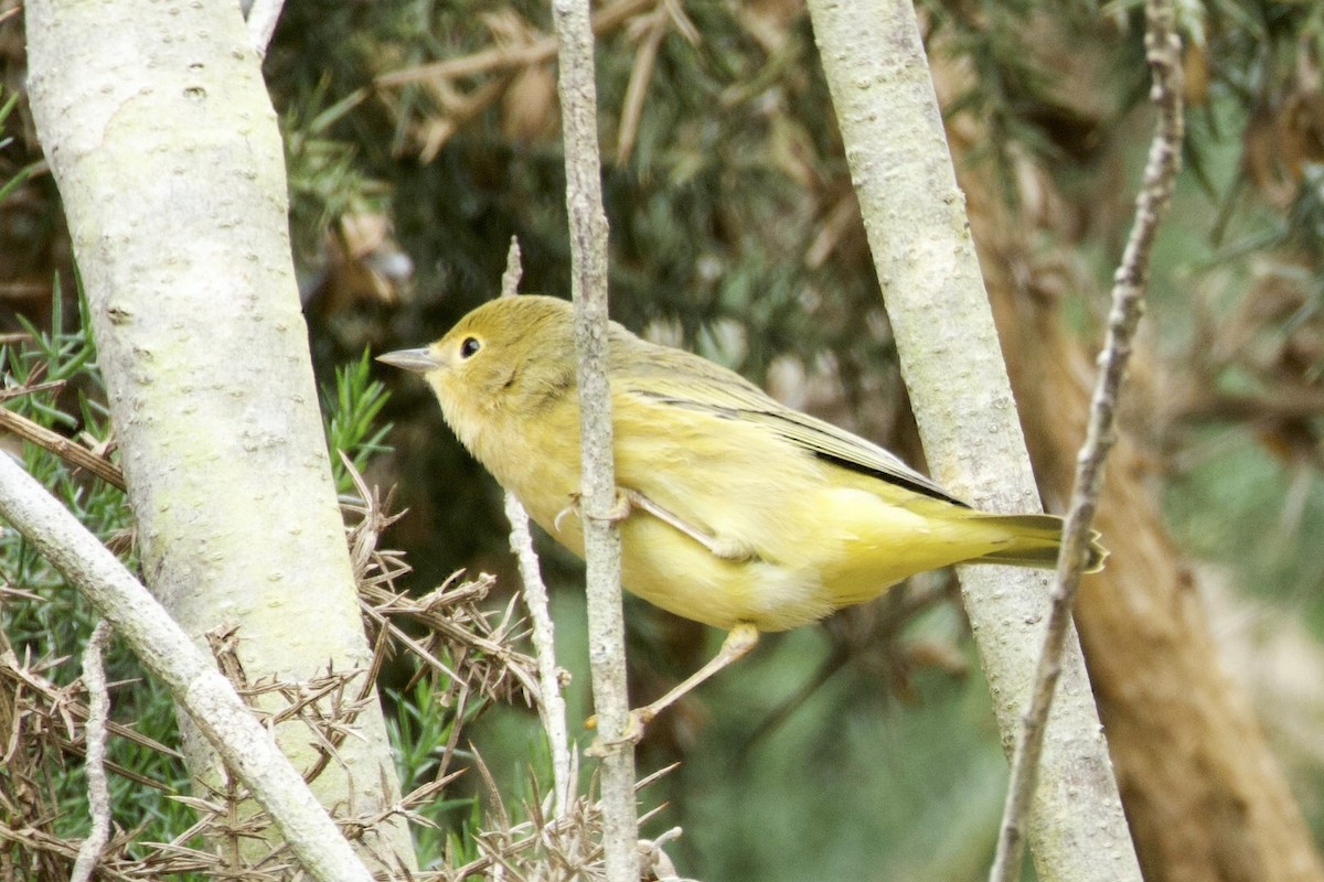 Paruline jaune - ML642700743
