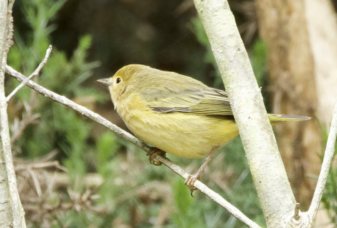 Paruline jaune - ML642700746