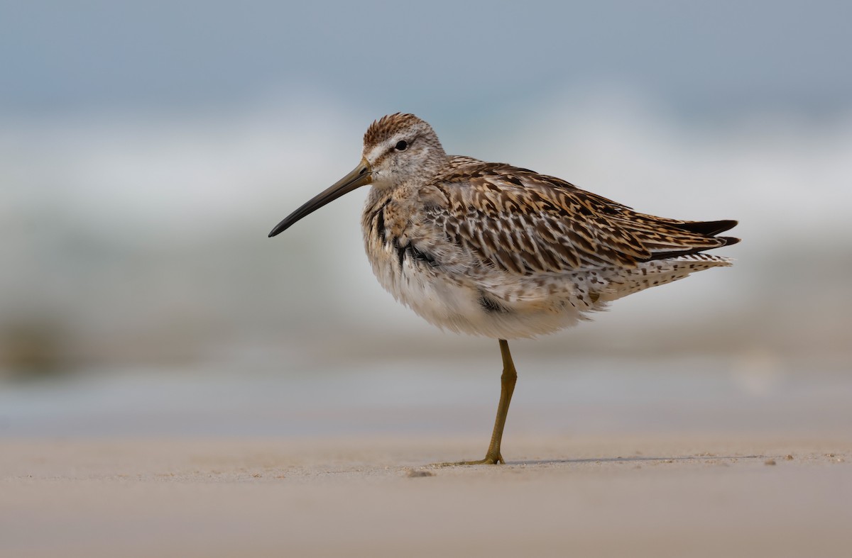 Short-billed Dowitcher - ML642700748