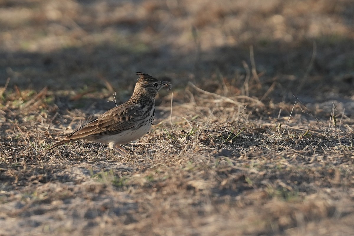 Thekla's Lark - ML642700751