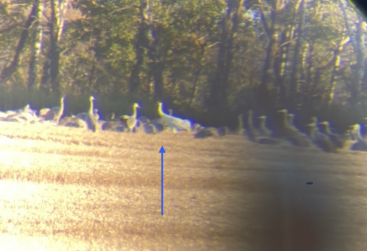 Whooping Crane - ML642700752