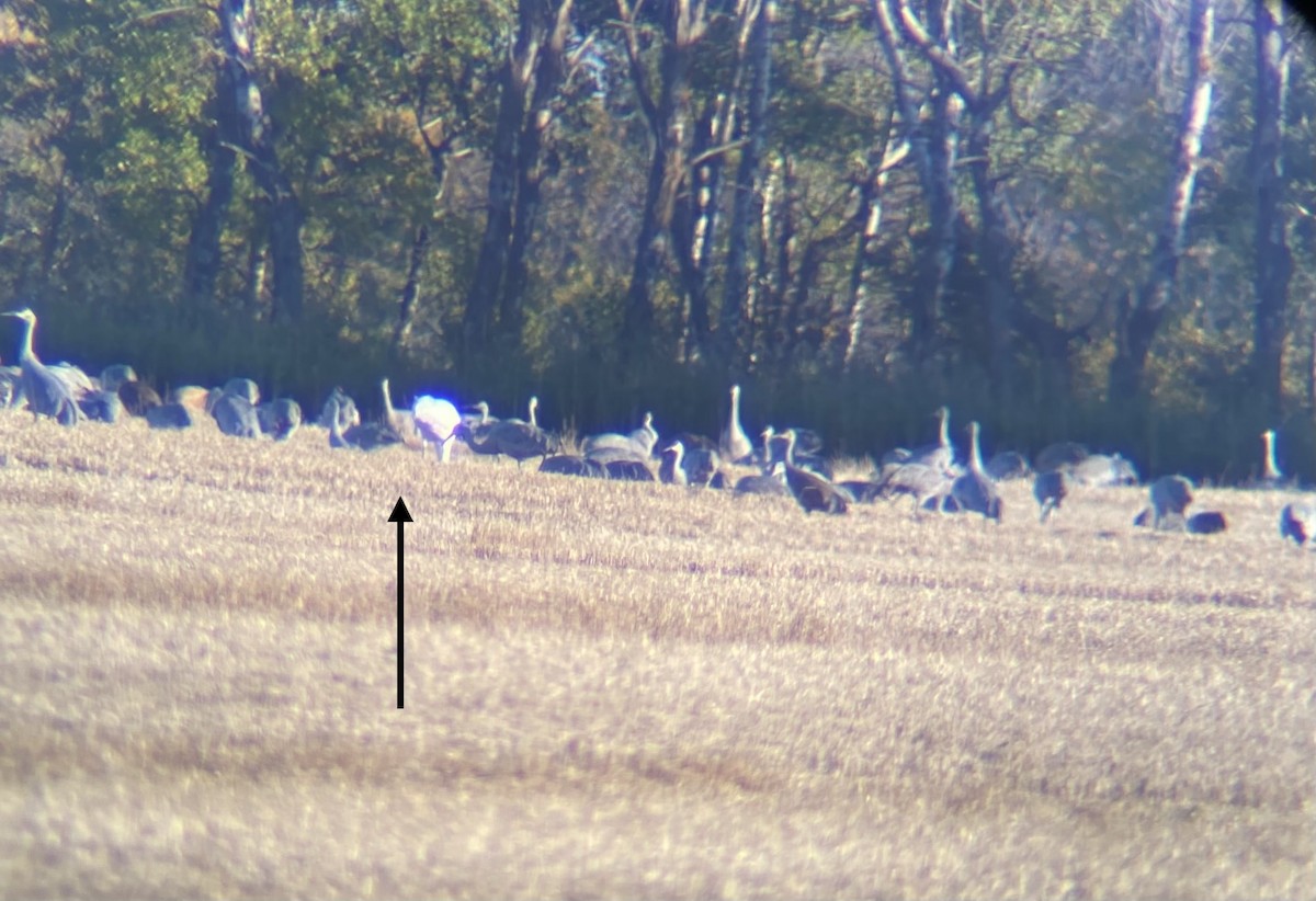 Whooping Crane - ML642700753
