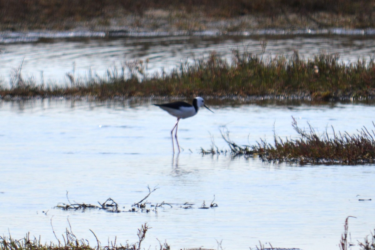Pied Stilt - ML642700760