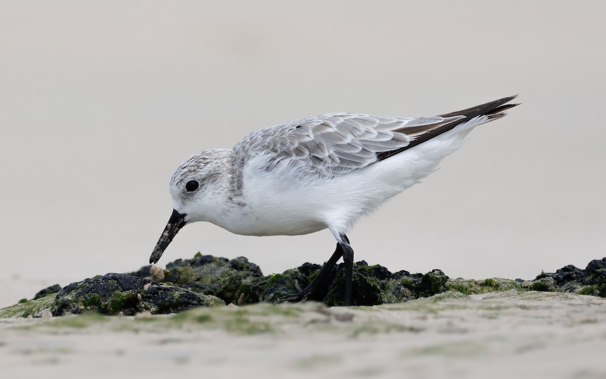 Sanderling - ML642700763