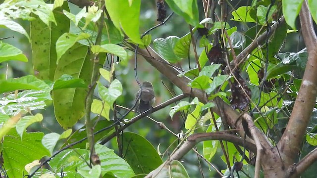 purpurgumpsolfugl - ML642700767