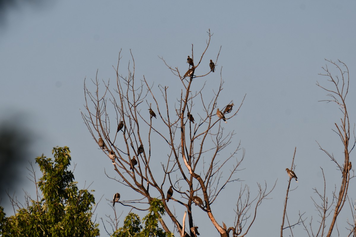 White-winged Dove - ML642700771