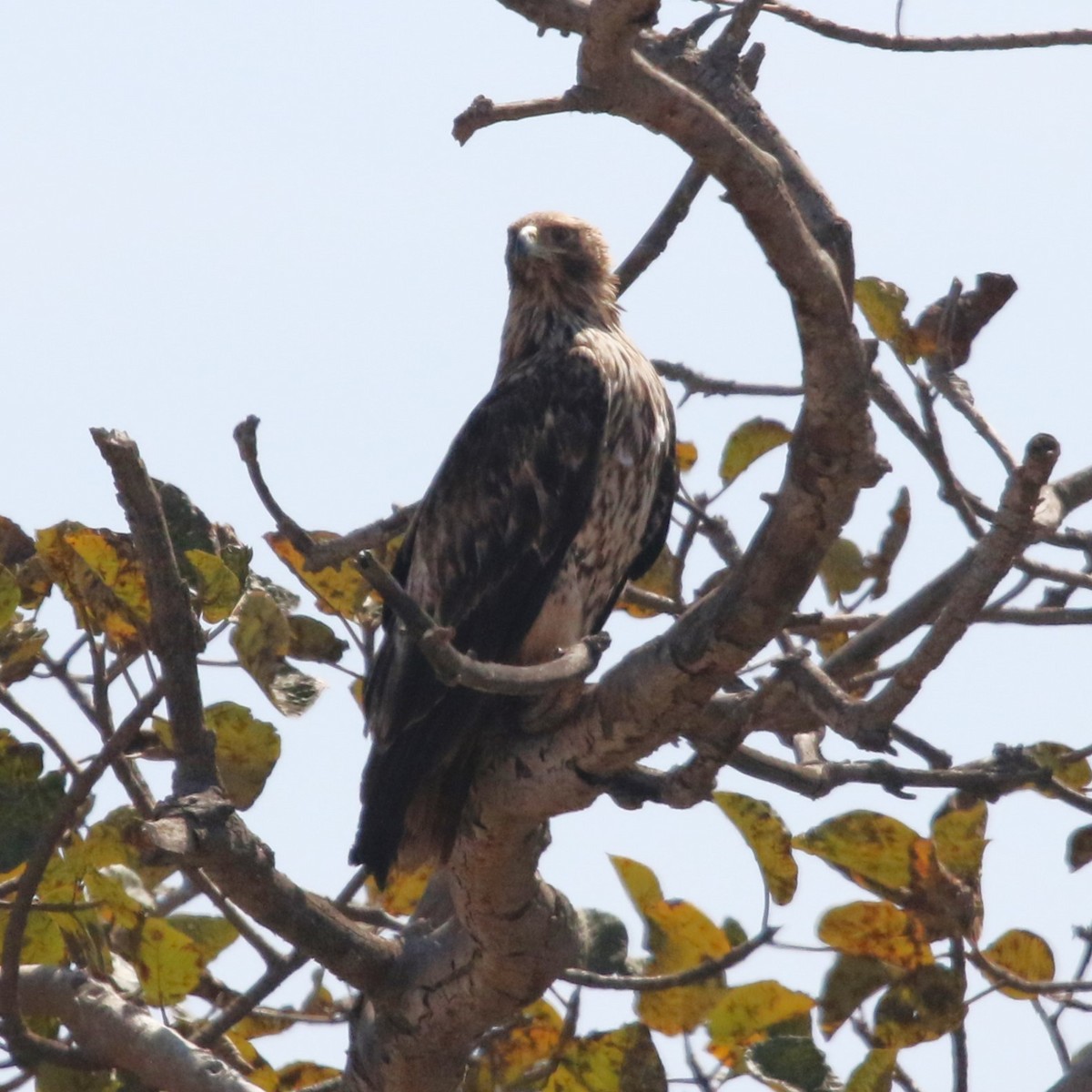 Imperial Eagle - ML642700773