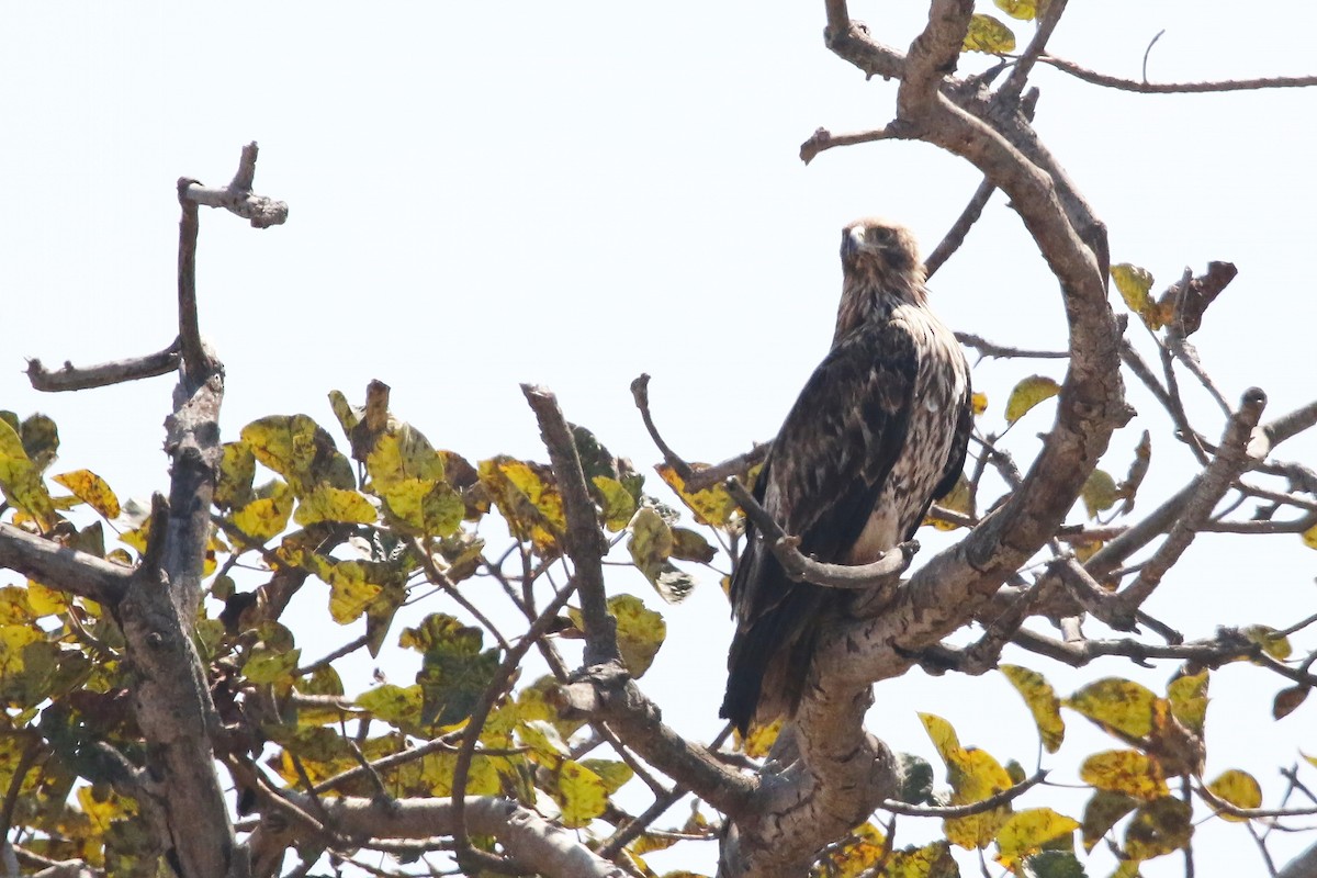 Imperial Eagle - ML642700774
