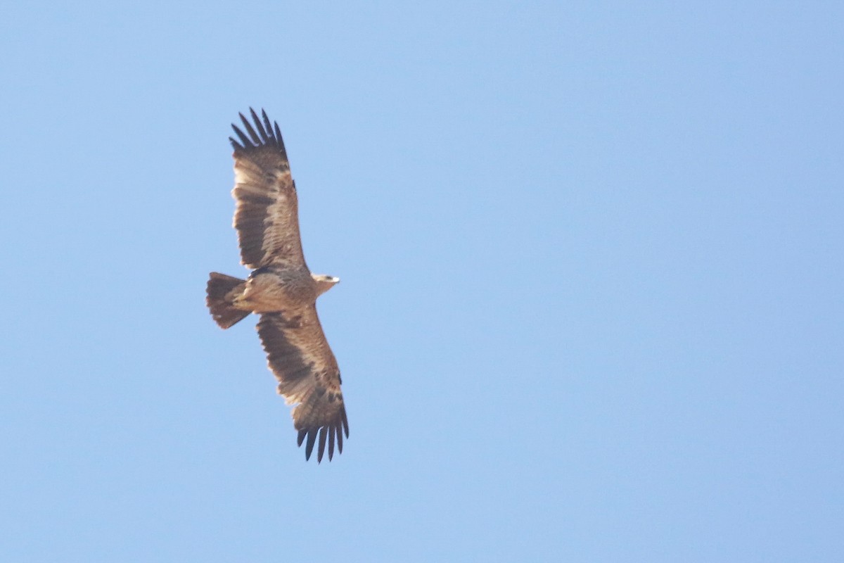 Imperial Eagle - ML642700775