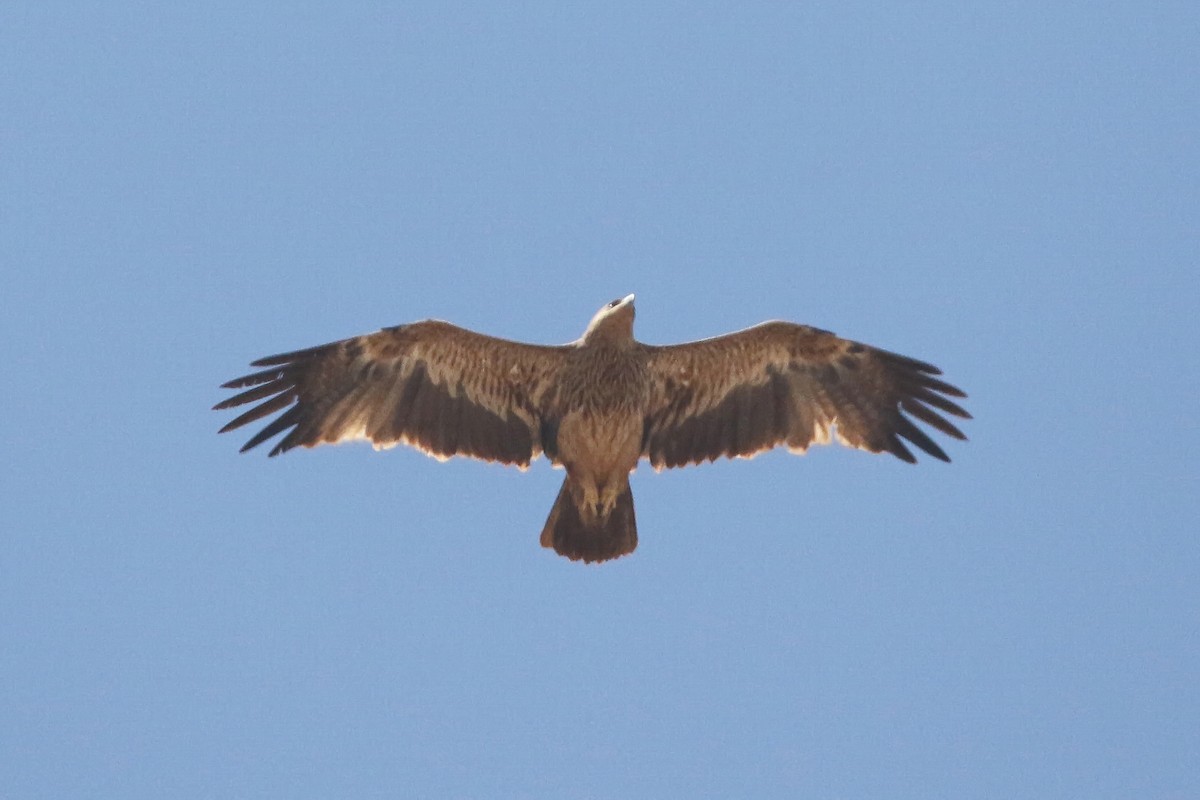 Imperial Eagle - ML642700776