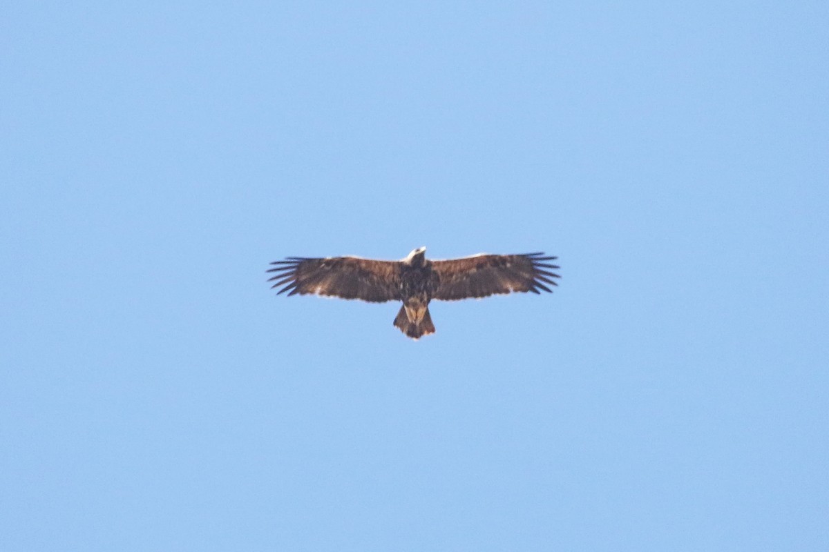 Imperial Eagle - ML642700777
