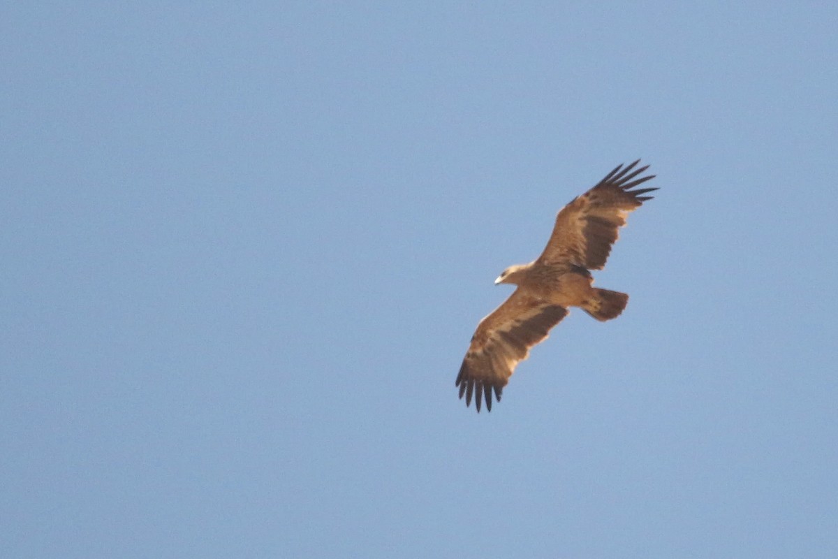 Imperial Eagle - ML642700778