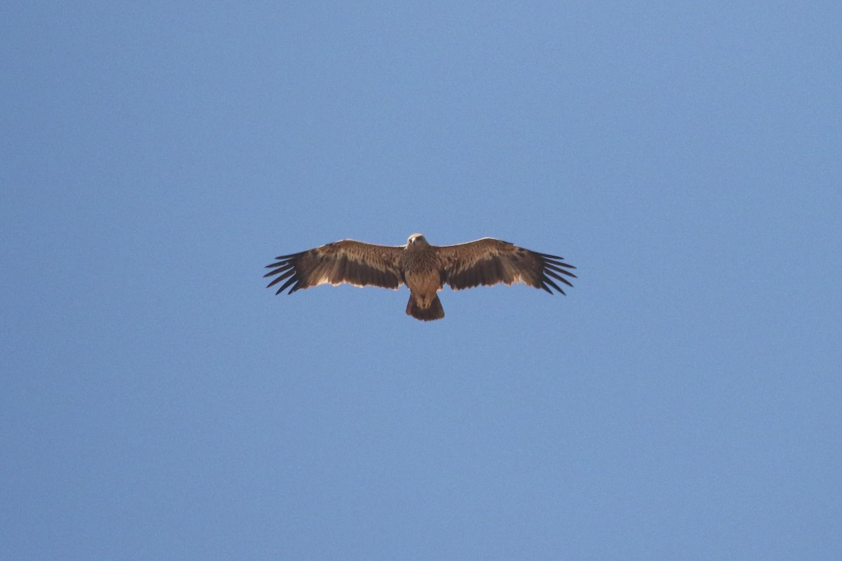 Imperial Eagle - ML642700779