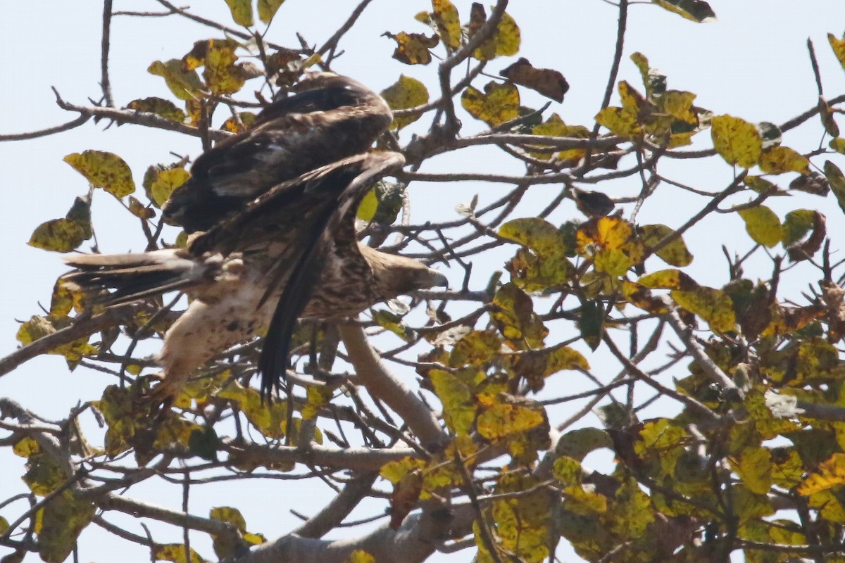 Imperial Eagle - ML642700781