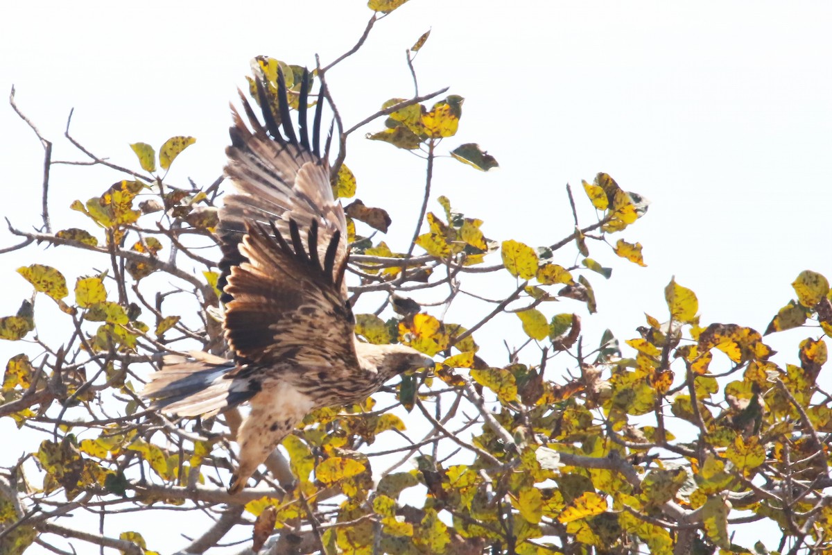 Imperial Eagle - ML642700782