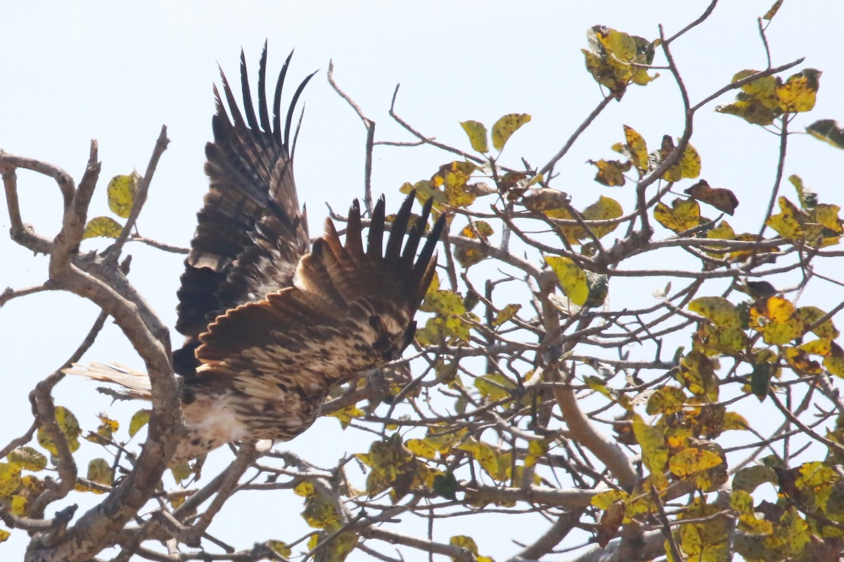 Imperial Eagle - ML642700783