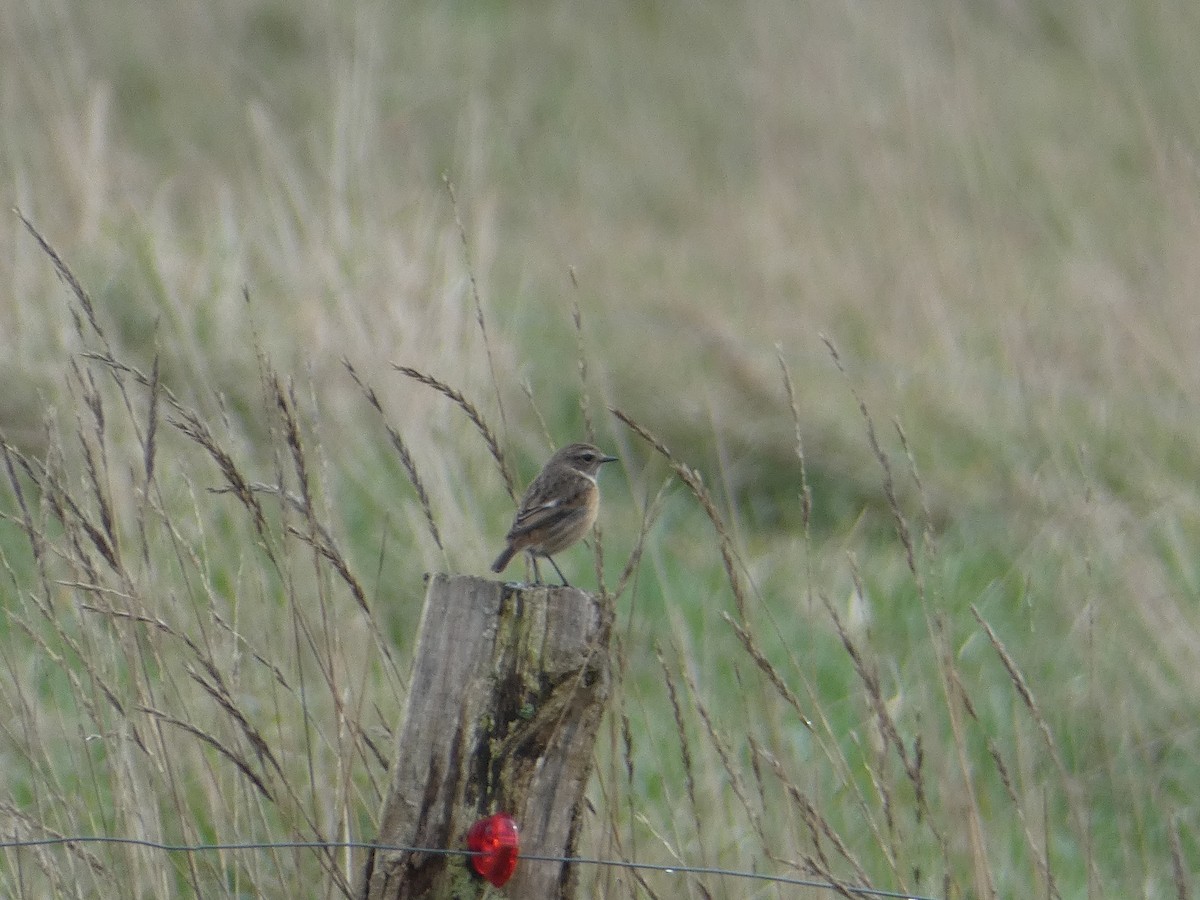European Stonechat - ML642700784