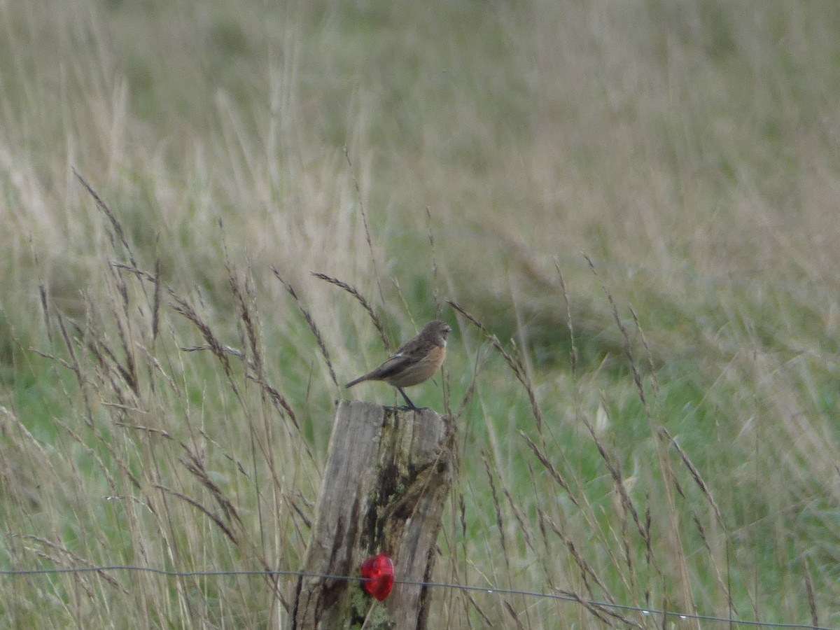 European Stonechat - ML642700785
