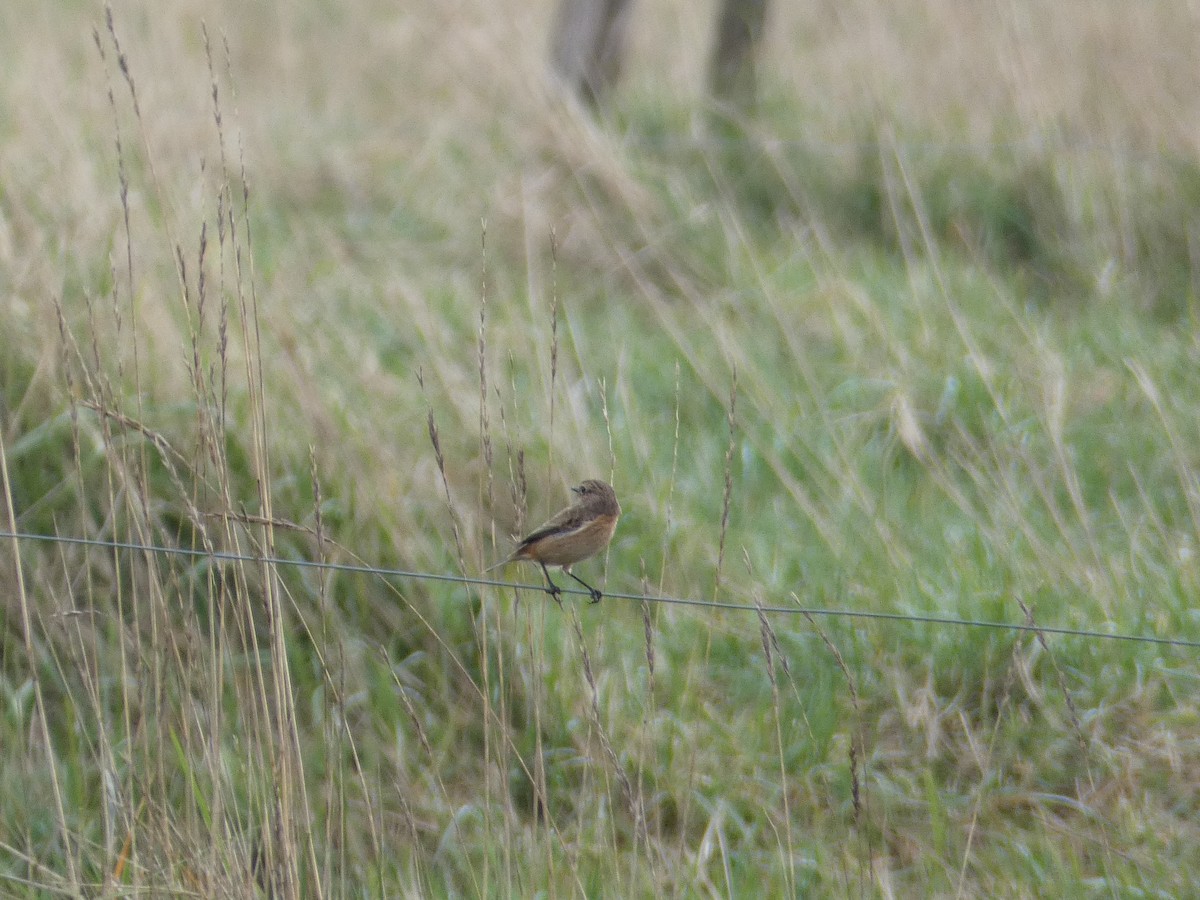 European Stonechat - ML642700786