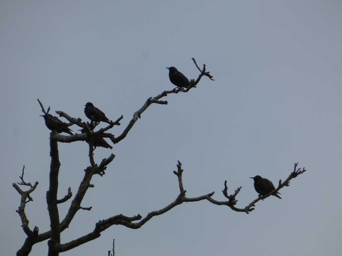 European Starling - ML642700787