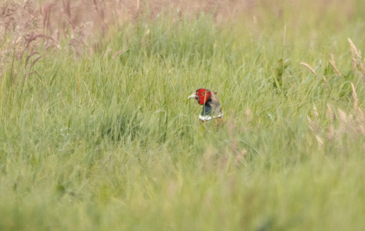 Ring-necked Pheasant - ML642700789