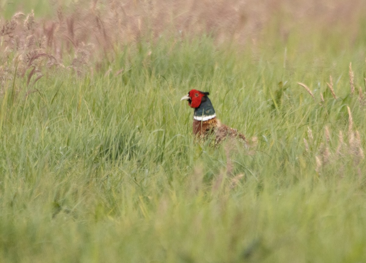 Ring-necked Pheasant - ML642700790