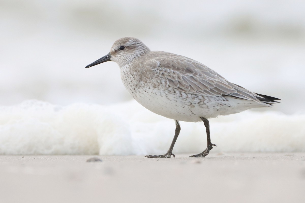 Red Knot - ML642700791