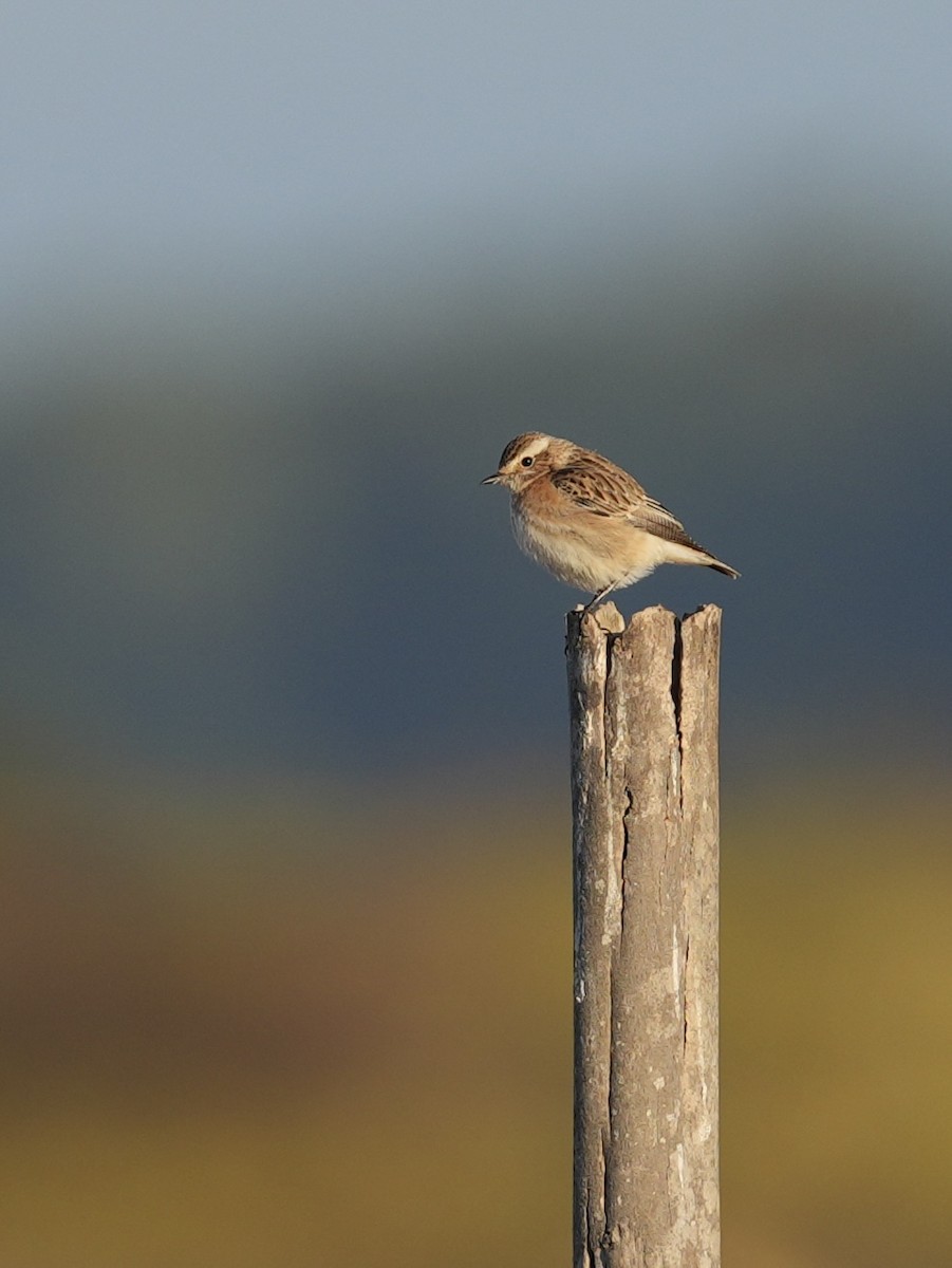Whinchat - ML642700795
