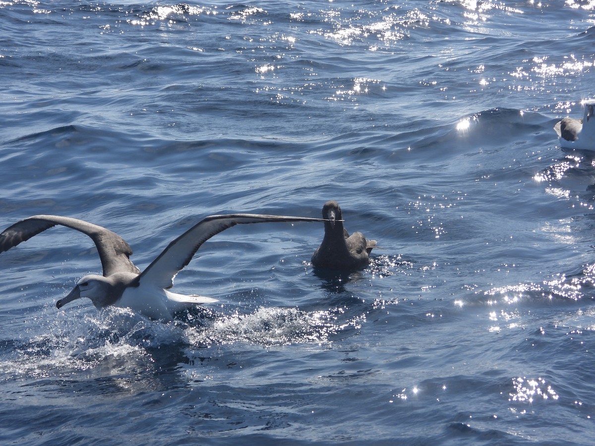 White-capped Albatross - ML642700796