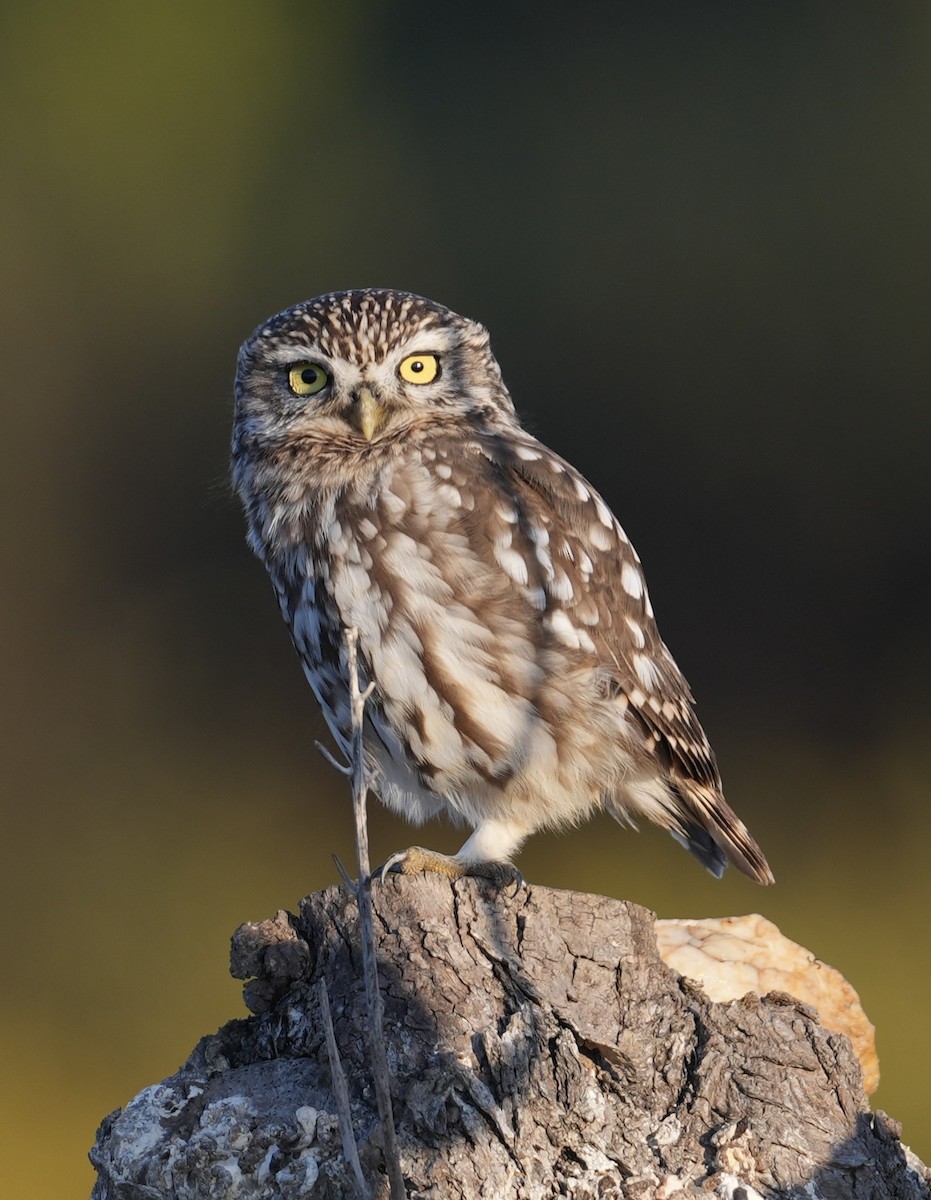 Little Owl - ML642700797
