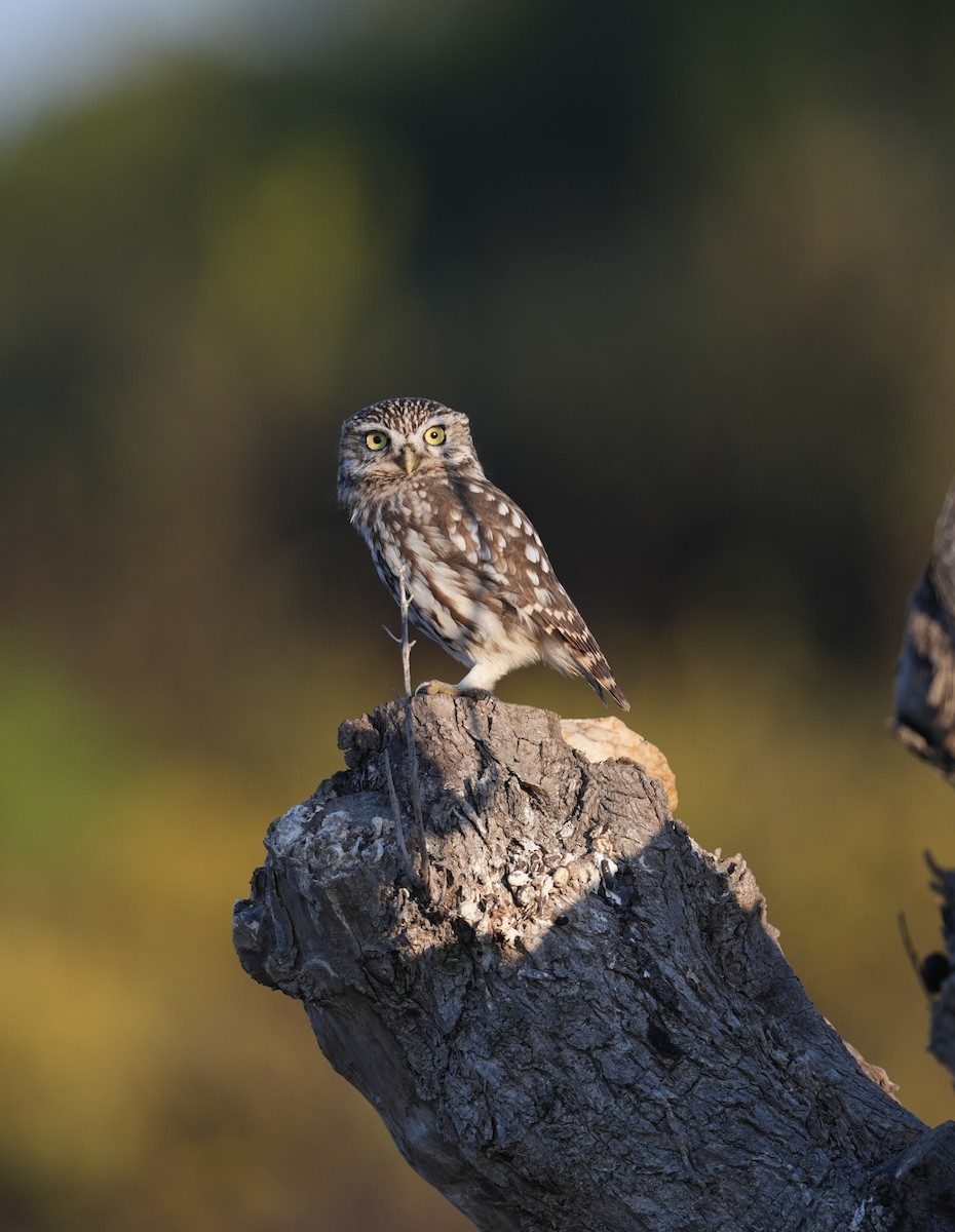 Little Owl - ML642700798