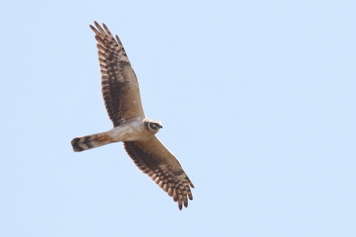 Pallid Harrier - ML642700799