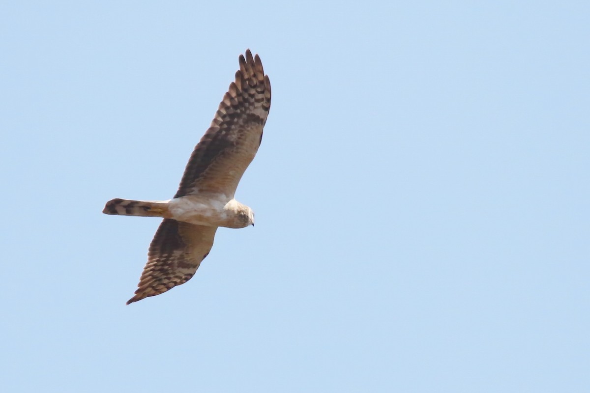Pallid Harrier - ML642700800
