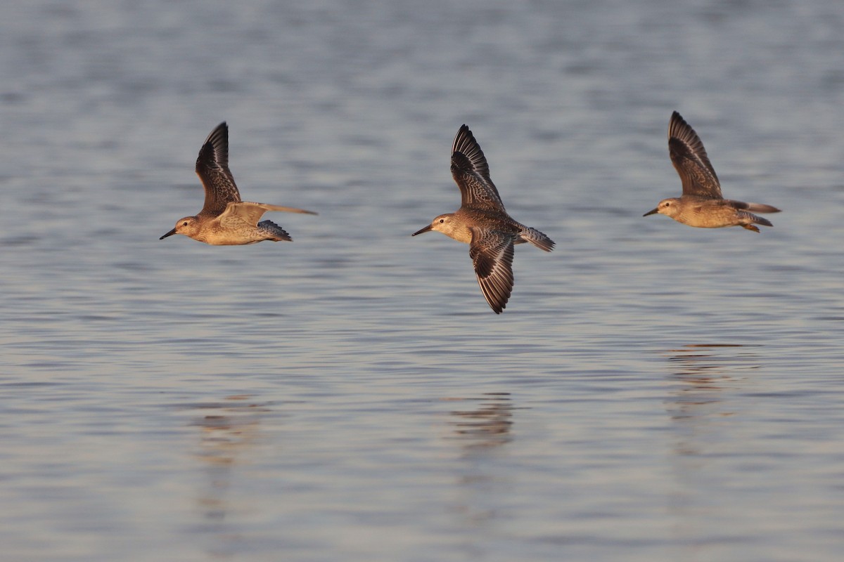 Red Knot - ML642700801