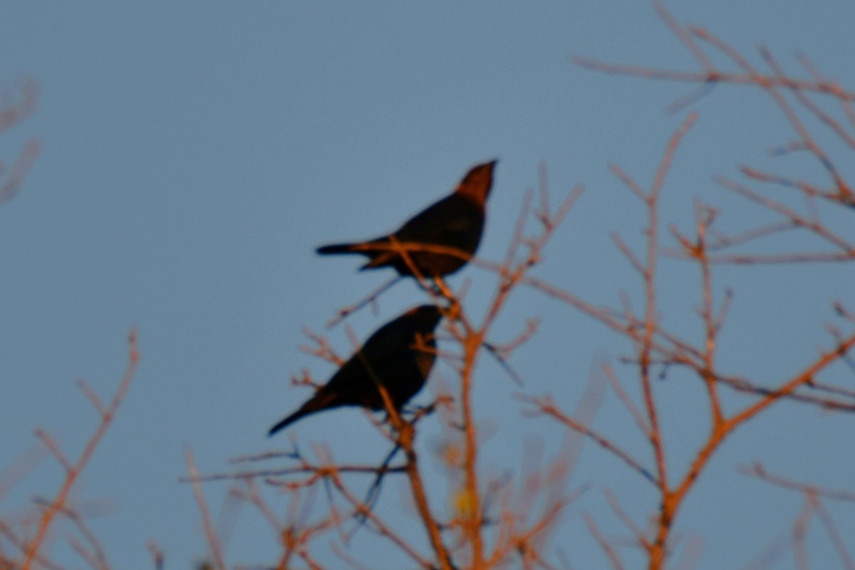 Brown-headed Cowbird - ML642700803
