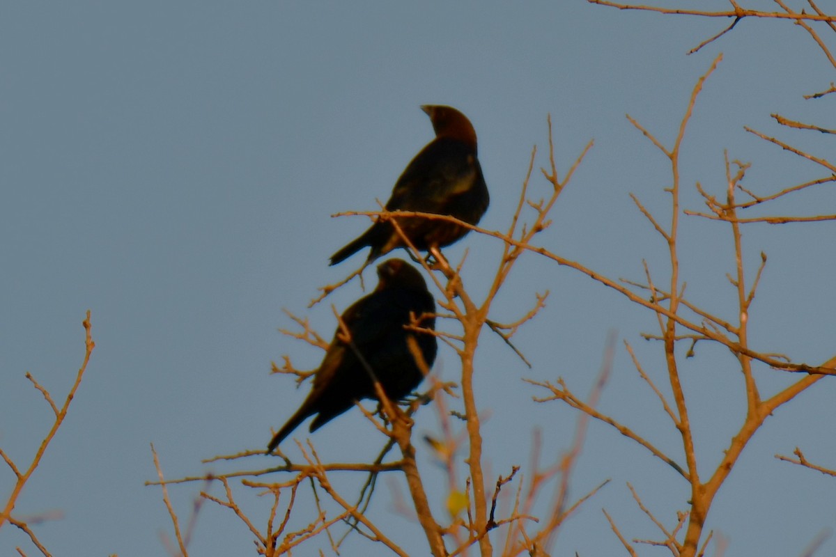 Brown-headed Cowbird - ML642700804