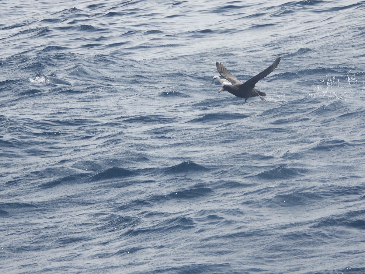 Southern Giant-Petrel - ML642700806