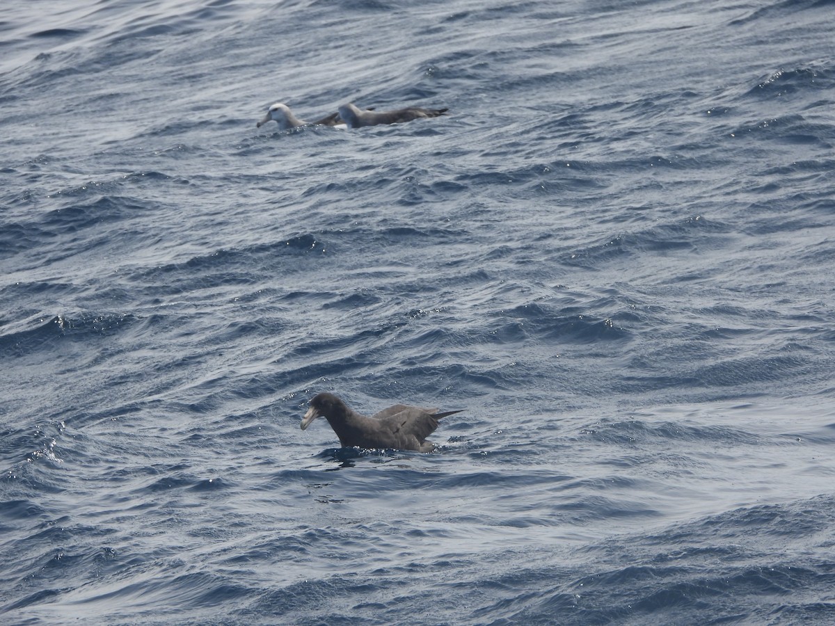 Southern Giant-Petrel - ML642700807
