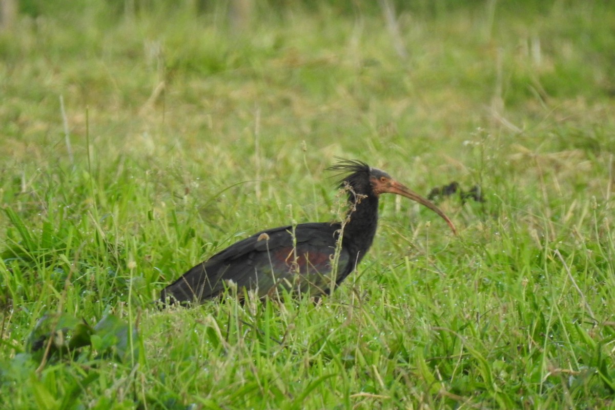 Northern Bald Ibis - ML642700808