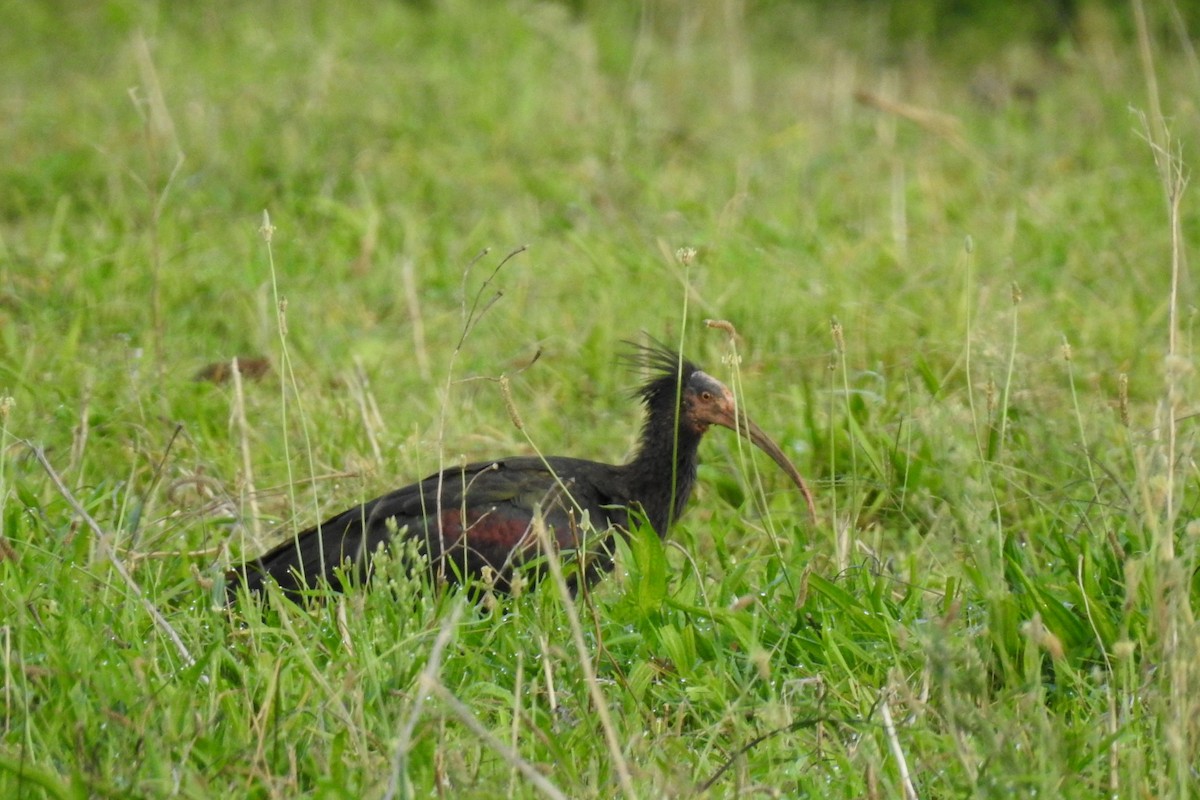 Northern Bald Ibis - ML642700809