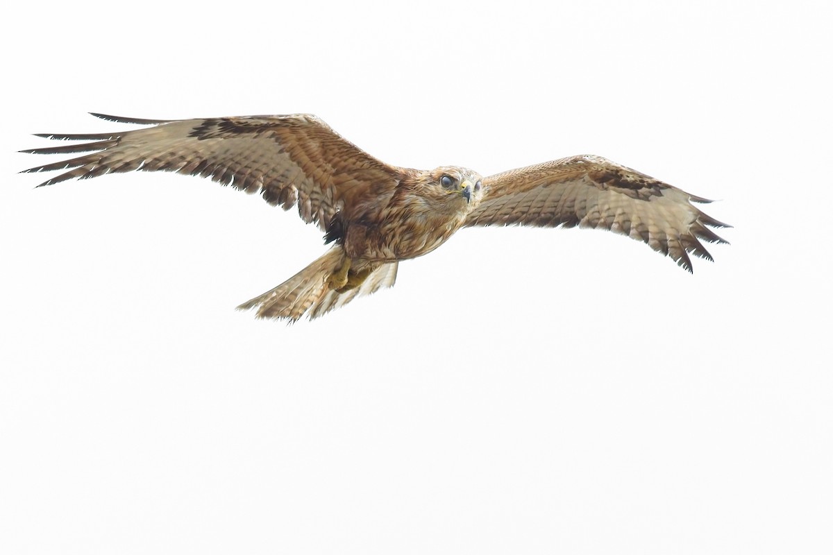 Long-legged Buzzard - ML642700811