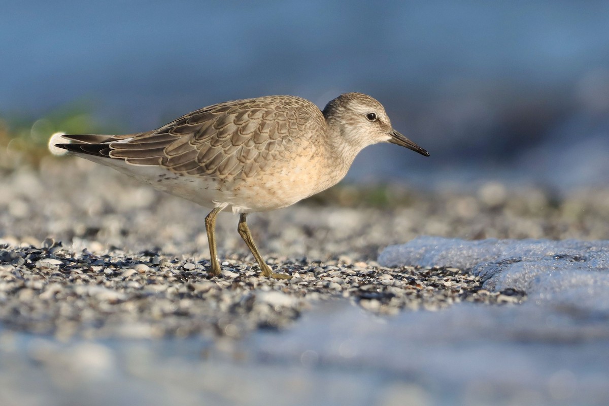 Red Knot - ML642700813