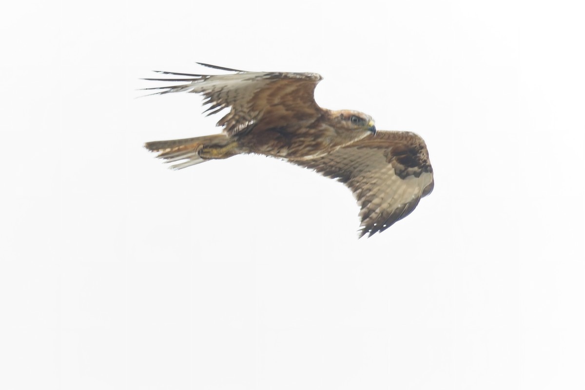 Long-legged Buzzard - ML642700816